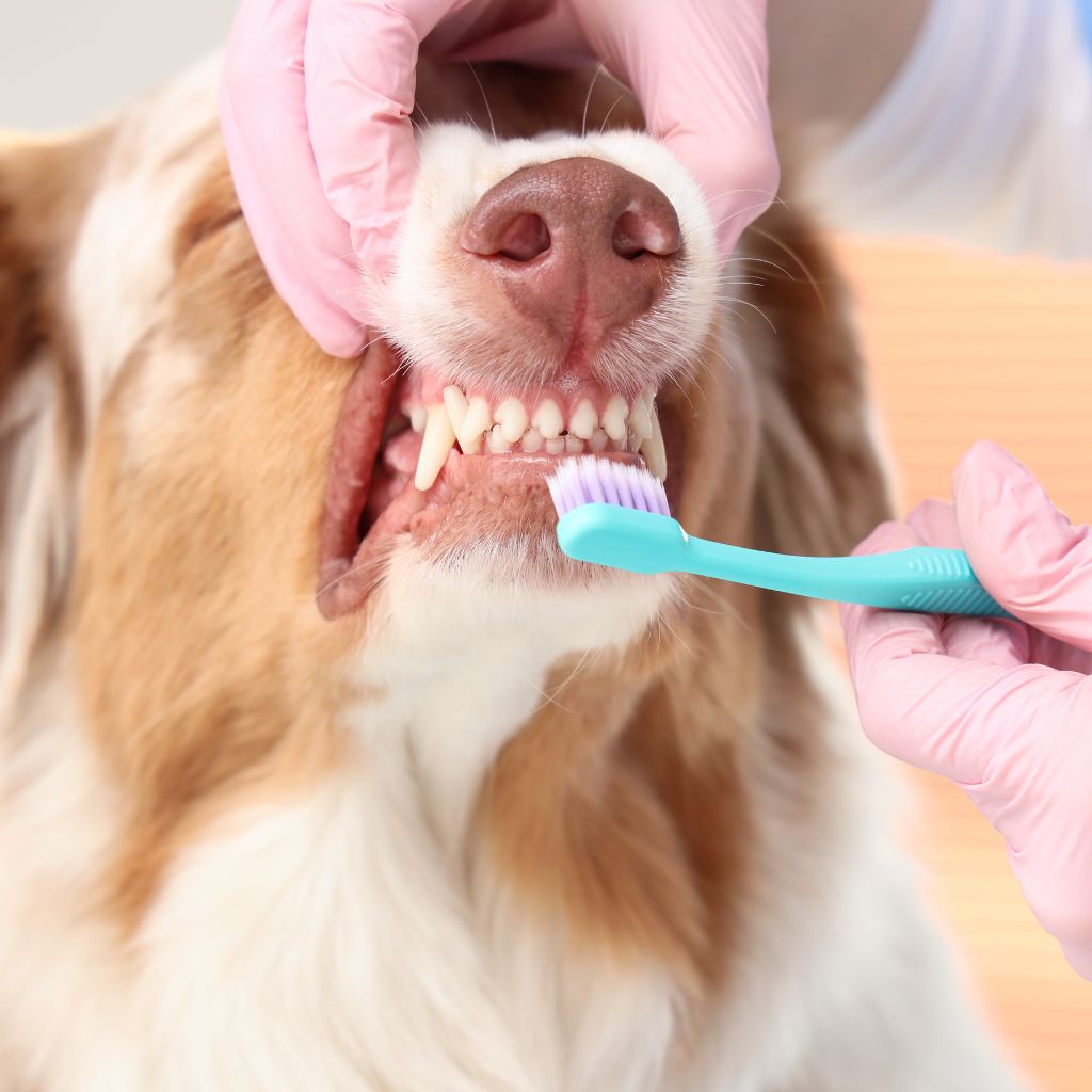 pet dental diseases