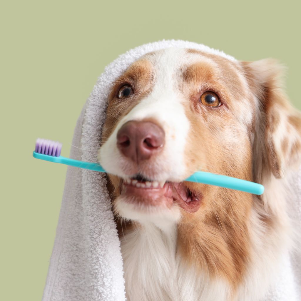 puppy & senior dental care