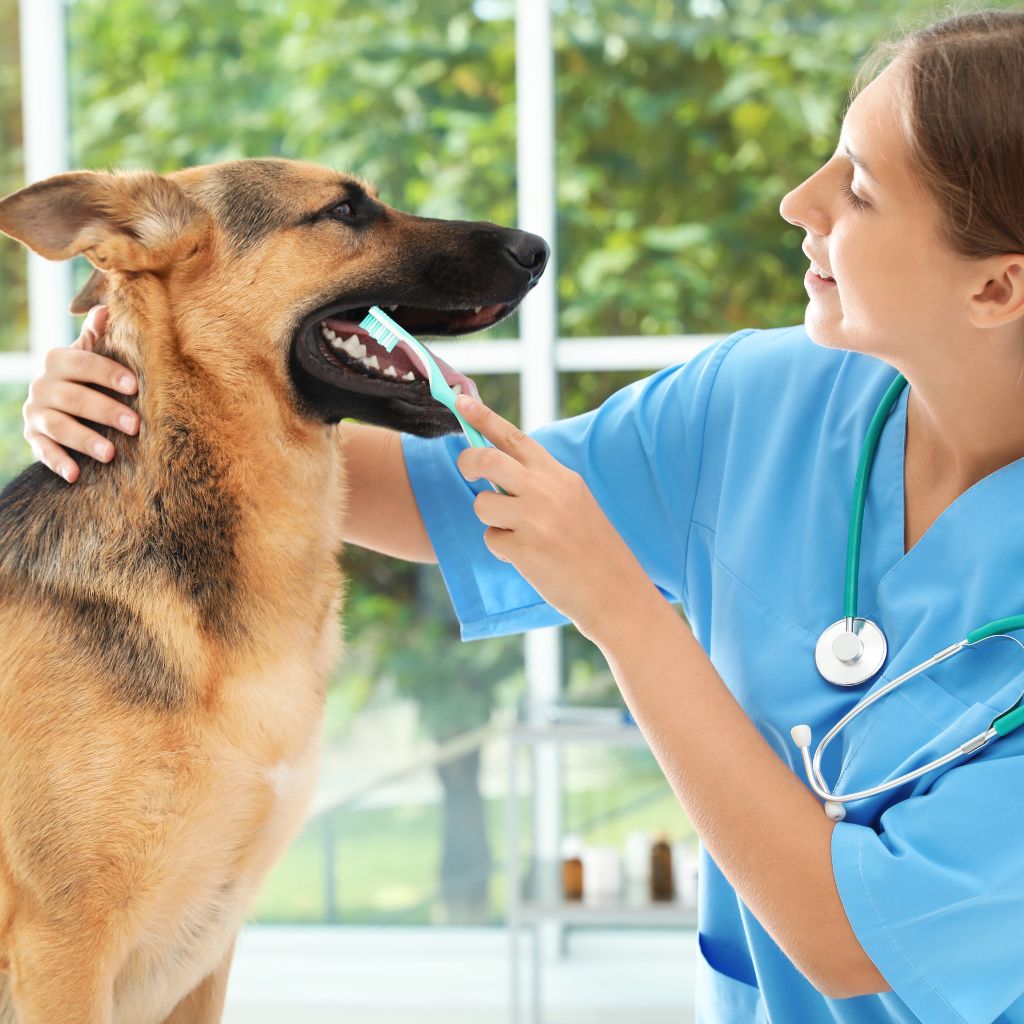 vet dental care