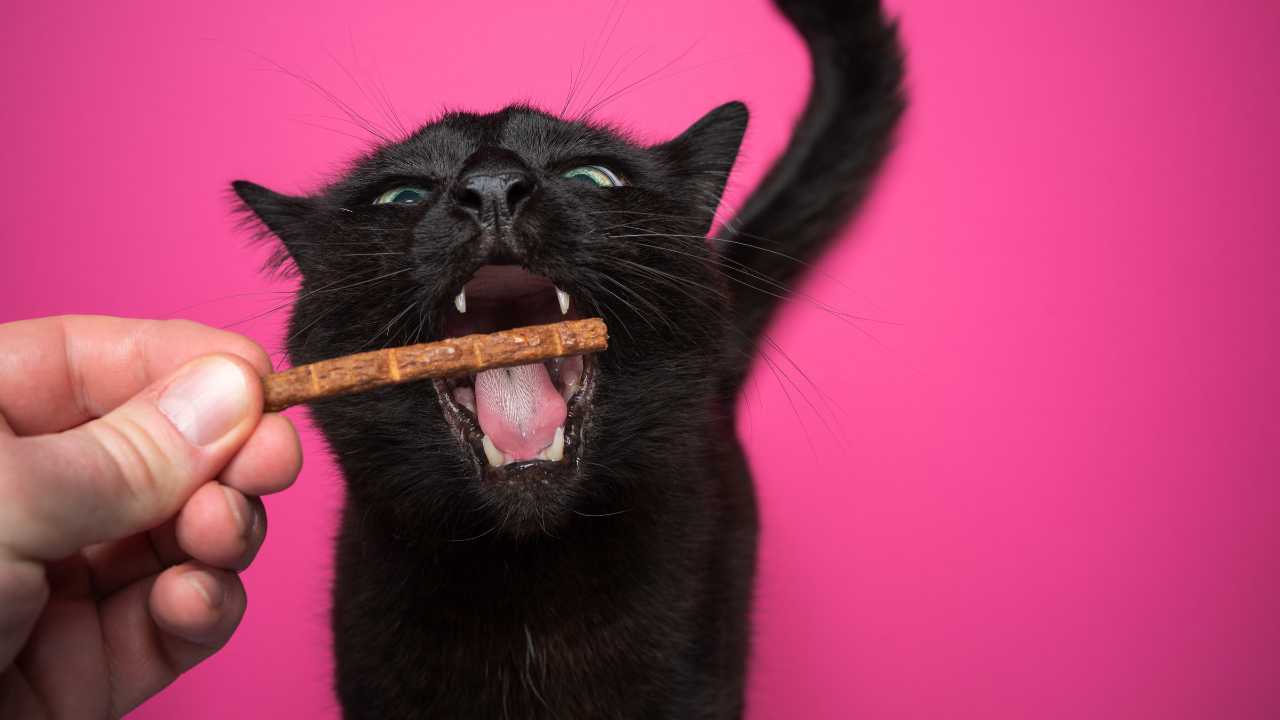 Cat dental treats used alongside brushing as part of a daily oral-care routine.