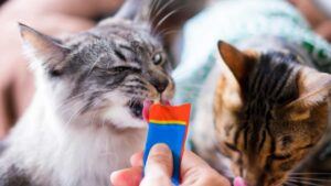 Do Cat Dental Treats Work? Best Cat Dental Chews Explained (2026)